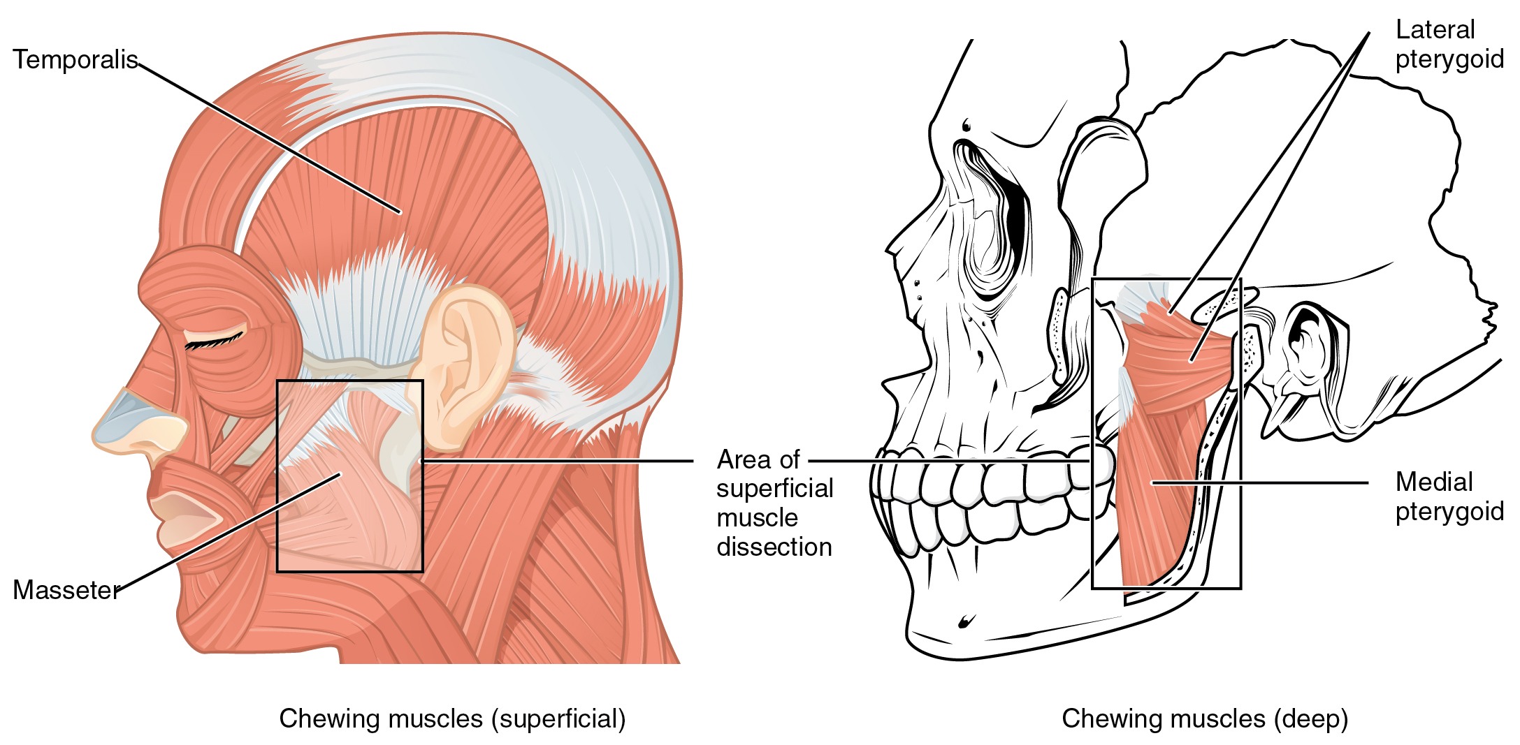 Image provided by https://www.google.co.uk/url?sa=i&url=https%3A%2F%2Fcommons.wikimedia.org%2Fwiki%2FFile%3A1108_Muscle_that_Move_the_Lower_Jaw.jpg&psig=AOvVaw22e6vMKCpcr-9ln_L0fd83&ust=1739476500690000&source=images&cd=vfe&opi=89978449&ved=0CAMQjB1qFwoTCIDVtYr1vosDFQAAAAAdAAAAABAE