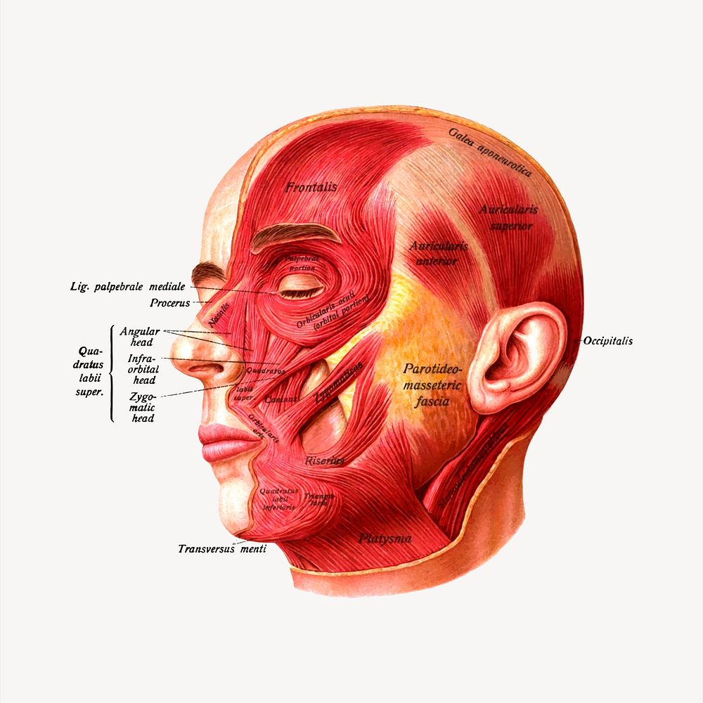 lung-rescaled