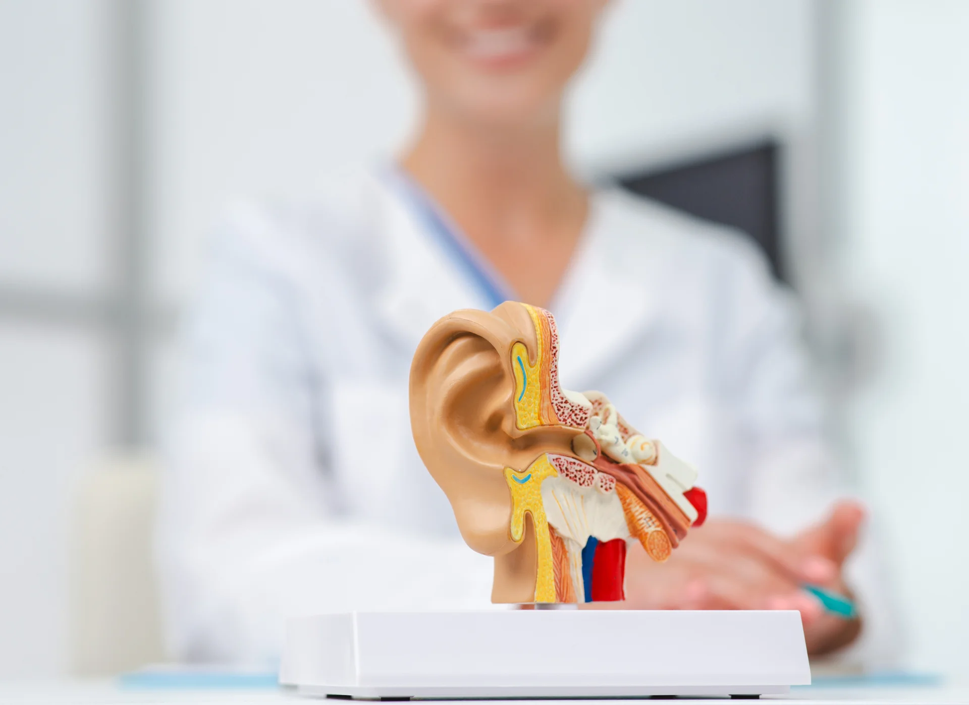 anatomical model of human ear in doctor hands clo 2026 03 20 04 12 13 utc
